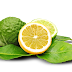 Bergamot ~ A VERY Essential Oil