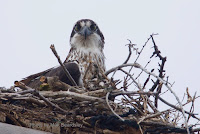 Close up of Osprey on its nest, PEI, Canada - by Matt Beardsley, Apr. 2017