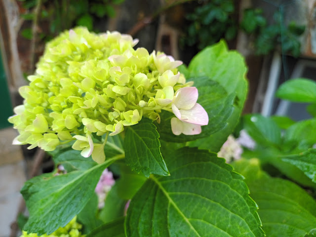 Hortensia (Hydrangea macrophylla (Thunb.) Ser.).