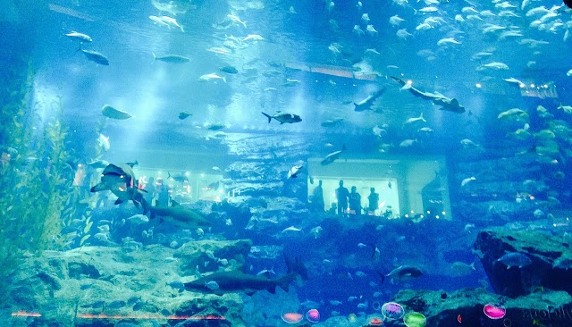 10 Largest Aquariums in the World