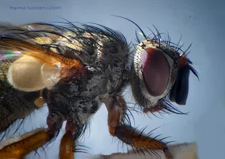 Pegomya hyoscyami