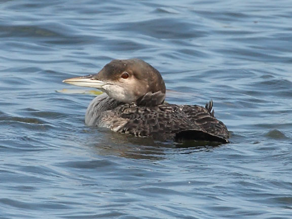 common loon facts. common loon facts.