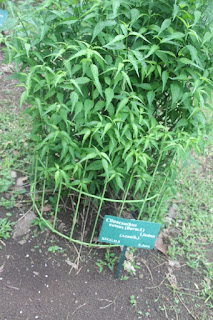  Dandang gendis ialah flora perdu yang sering kita jumpai berada disekitar kita Manfaat Dandang Gendis (Clinacanthus Nutans Lindau)