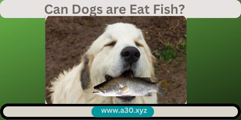 Can Dogs are Eat Fish?