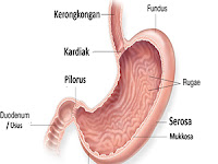  Flu Lambung / Gastroenteritis