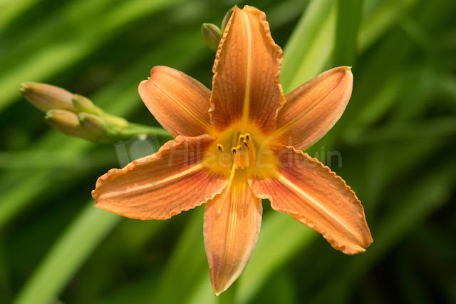 Close-up of an orange lily on green background