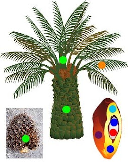 Kegunaan Pokok kelapa Sawit - Cikgu BM