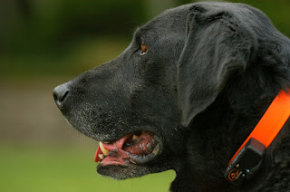 Black labrador retriever dog with red collar 