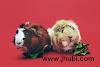  Essential Guide to Guinea Pig Nutrition: Vitamin C, Pellets, Hay, and Fresh Vegetables  