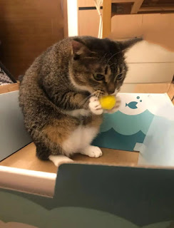 funny cat eating