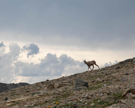 Bighorn Sheep at Siyeh Pass