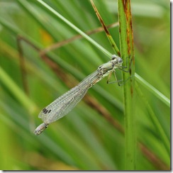Southern Migrant Hawker