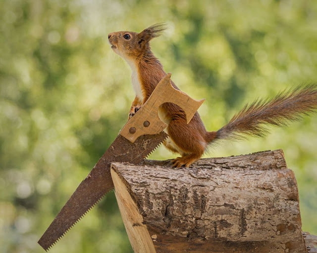 Esquilos emprestam seu charme a um estúdio montado na natureza por Geert Weggen 