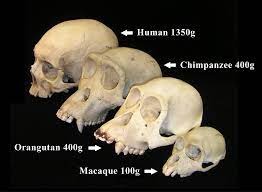 Nextranalysiscope : Human-Evolution, Human Evolutionary History, Species, Sub-Species / Morphological Sub-Types vis-a-vis The 3rd-Sex, Human-Variation / Differences, IQ...