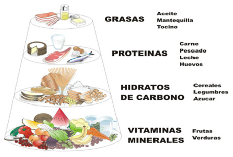 Resultado de imagen de los nutrientes se clasifican en