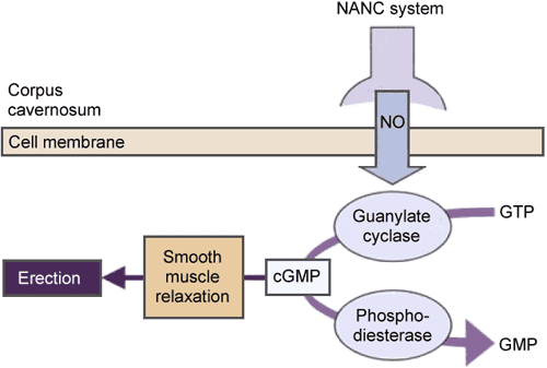 The role of nitric oxide (NO), cyclic guanosine monophosphate (cQMP), and phosphodiesterase type 5 (PDE5) in penile erection