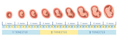 Trudnoća nije ništa drugo nego jedan složen proces razvoja bebe kroz 40 nedelja