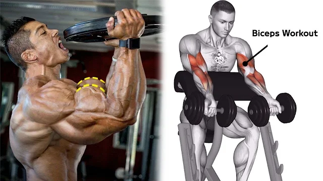 3 Exercises To Build Bigger Biceps