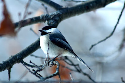 chickadee on oak twig