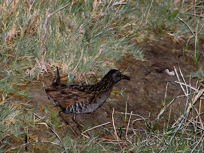 Gallineta austral Rallus antarcticus