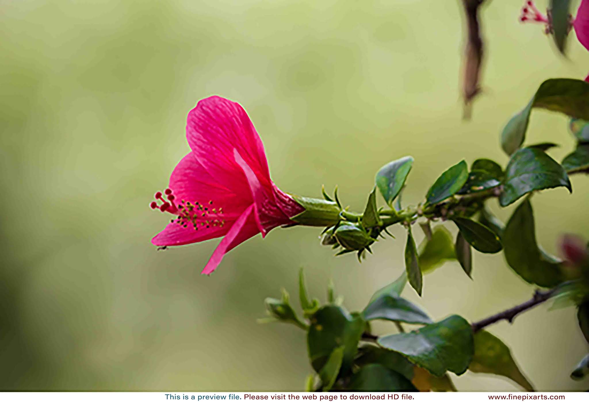 Hibiscus flower 00011