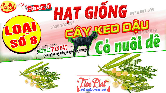 9 Loại giống cỏ nuôi dê năng suất cao nhất tại Việt Nam