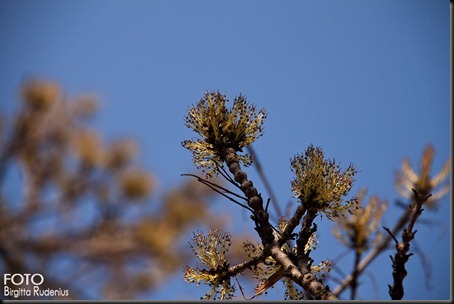 sky_20120322_askblommor