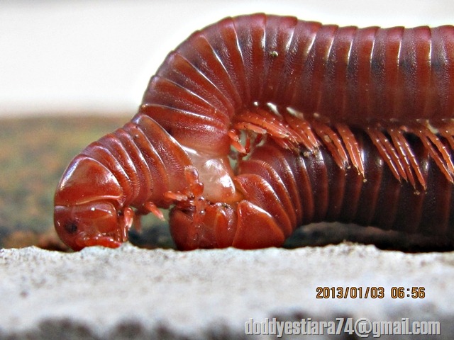 saat kawin, kaki seribu jantan menggunakan gonopod yang merupakan kaki yang termodifikasi yang terletak pada sekmen ke 7 untuk mentransfer spermanya