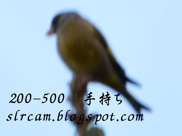 野鳥:AF-S NIKKOR 200-500mm f/5.6E ED VR　ニコンD5500作例