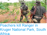 https://sciencythoughts.blogspot.com/2018/07/poachers-kill-ranger-in-kruger-national.html