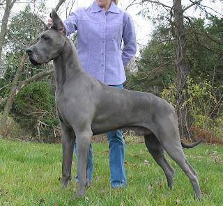 great dane dog puppy puppies breeds hound canine pooch canis bow-wow despicable fellow qen txakurra gos pas hond koer aso koira kutya hundur madra pets huisdieren animaux de compagnie Haustiere de companie husdjur Evcil Hayvan anifeiliaid anwes domace zvali augintiniai alagang hayop domaci zvirata kucni ljubimci animals domestics maskotak wallpaper