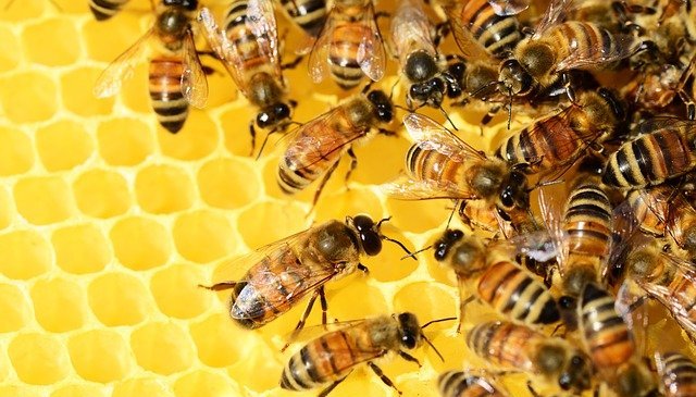 Madu - Nutrisi, Kualitas dan Jenis Lebah