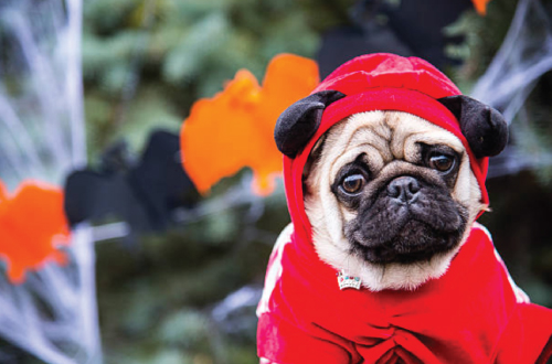 pug in costume