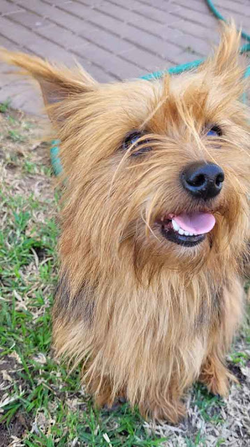 Adopt Kayla Small Yorkie Girl of 4 years