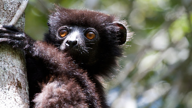 Ranomafana National Park