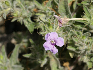 Ruellia ciliosa - Ruellie ciliée - Ruelle ciliée