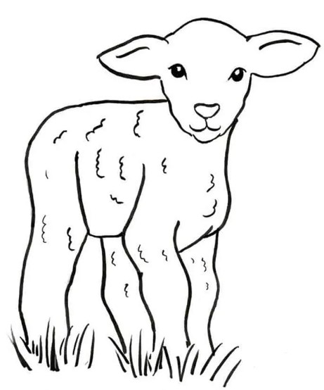Printable Sheep Colouring Pages PDF