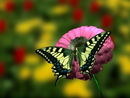 Butterfly Wallpaper on Flowers For Flower Lovers   Hd Flowers N Butterfly Desktop Wallpapers