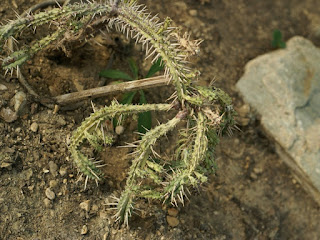 Euphorbia atrispina 