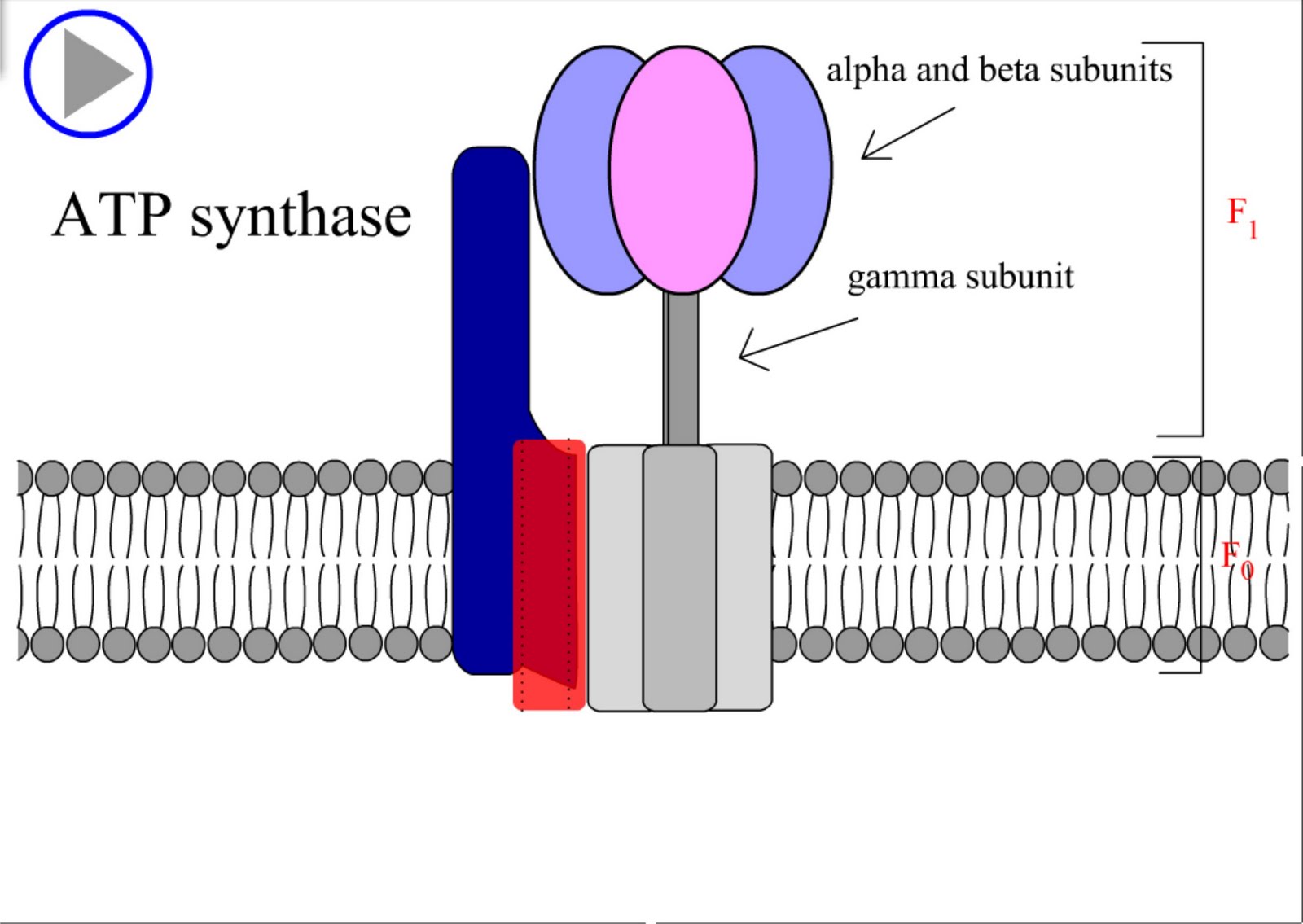 ATP synthase.swf / sintesis ATP.swf