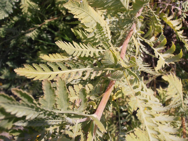 AQUILEA AMARILLA: Achillea filipendulina