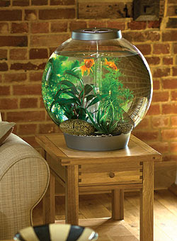 Pictures of Fish Tanks Decorated