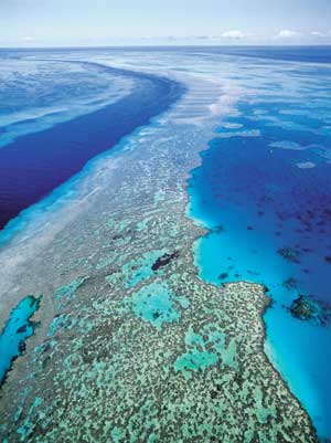 food chain coral reef. Coral Reef Studies: stress the