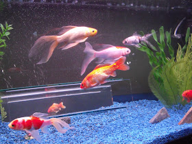 Glass mirror fish tank box Spiroglass.Inc: Glass mirror fish tank box  SPIROGLASS.INC