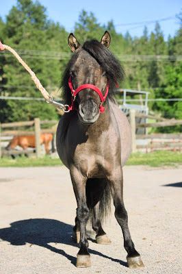 Sonny from front, grulla miniature stud