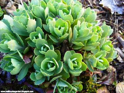 Sedum Autumn Joy. Sedum Autumn Joy is a reliable