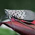 If You Ever Spot This Insect — Kill It Immediately: The Spotted Lanternfly Invasion Is Real