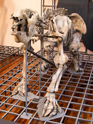 Mounted Megatherium americanum. The first prehistoric animal skeleton mounted, in 1795.Photo by Xauxa Håkan Svensson.