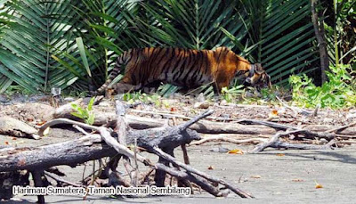 Harimau Sumatera