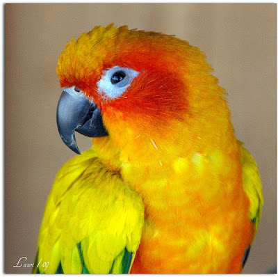 Colourful bird Sun Conure Picture
